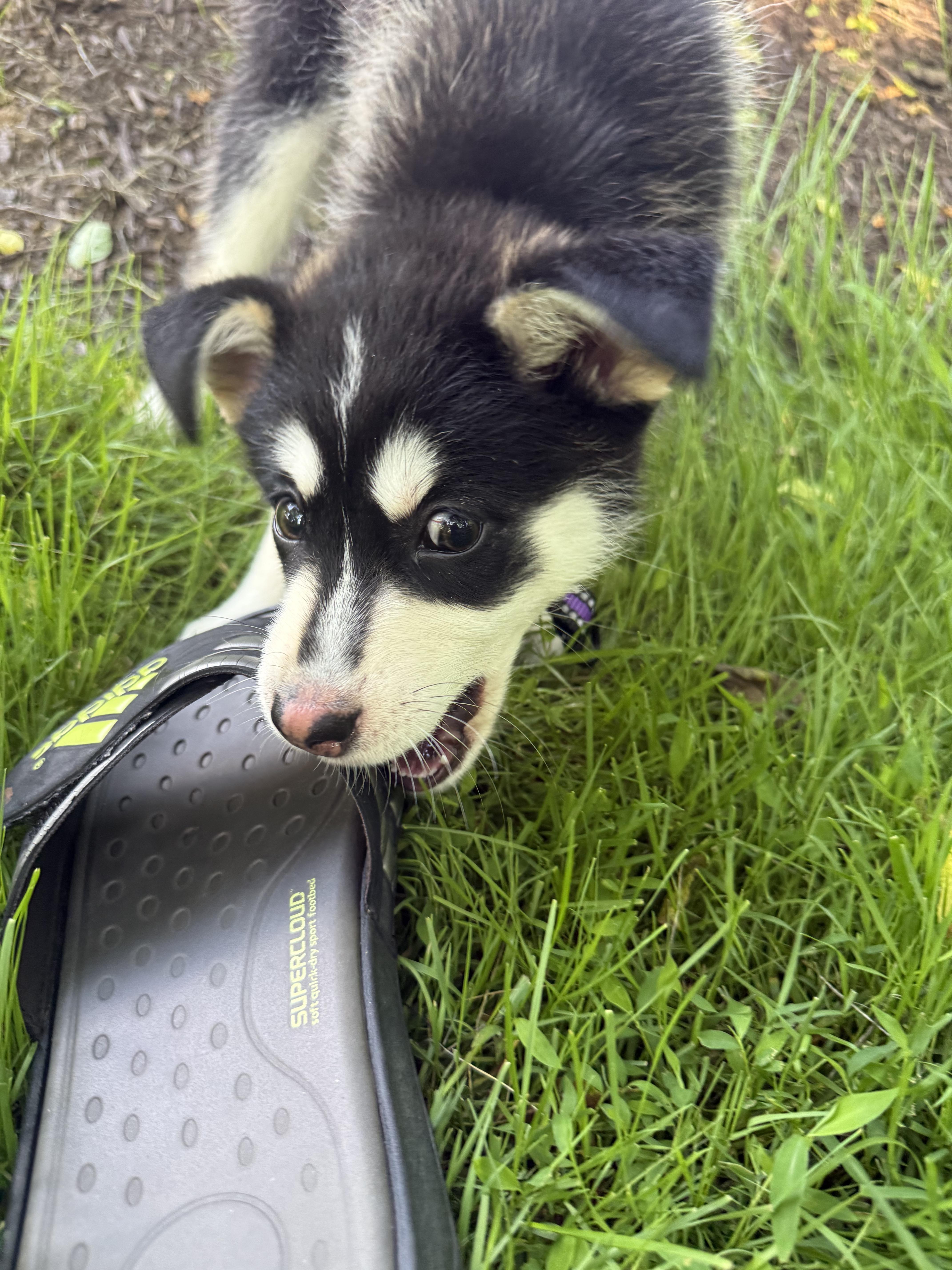 Enlarge Keeva, a ADOPTABLE Husky in Columbia, MD image 4/5