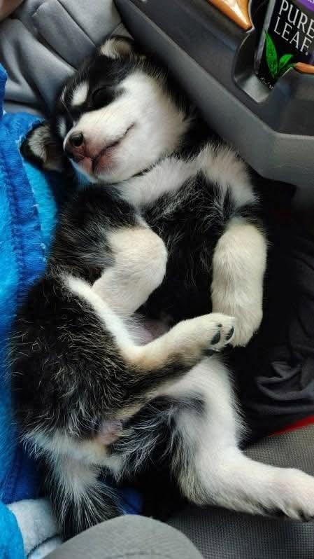 Enlarge Keeva, a ADOPTABLE Husky in Columbia, MD image 3/5