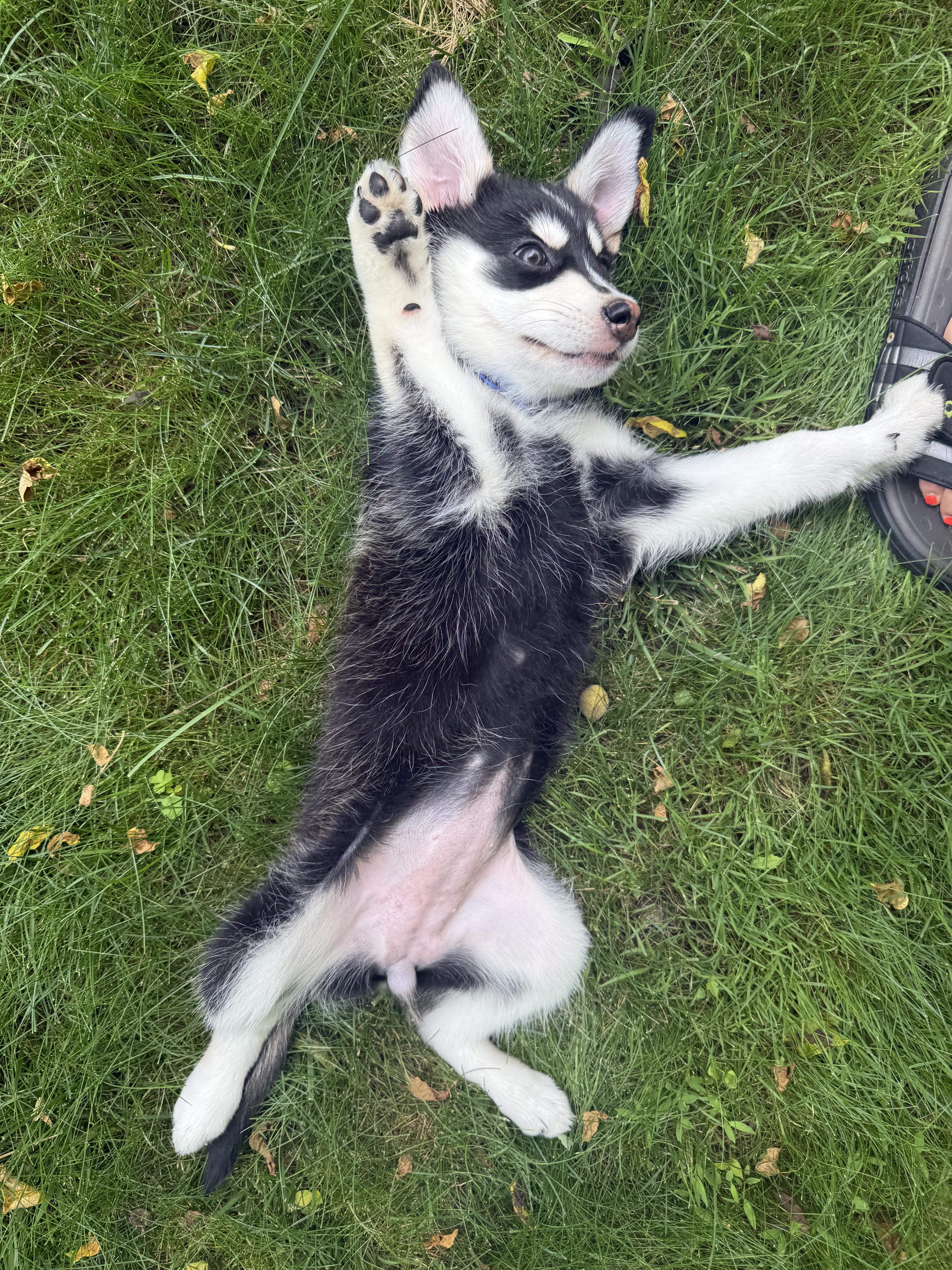 Enlarge Keeva, a ADOPTABLE Husky in Columbia, MD image 2/5