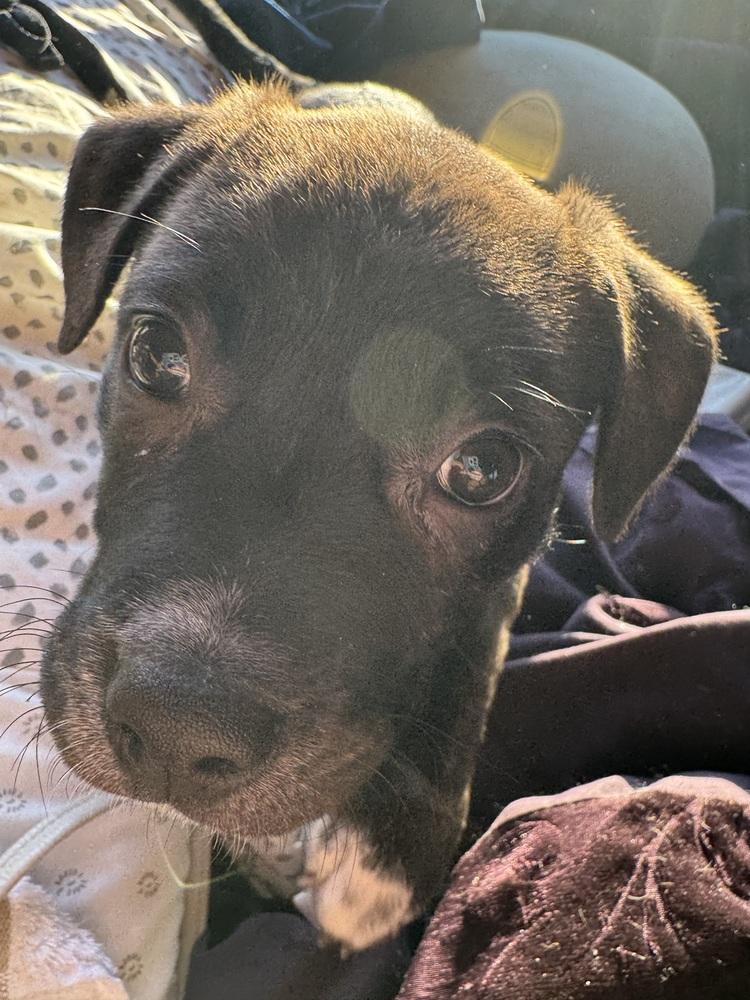 Victoria, a Adoptable mixed breed in Colorado Springs, CO image 1/4