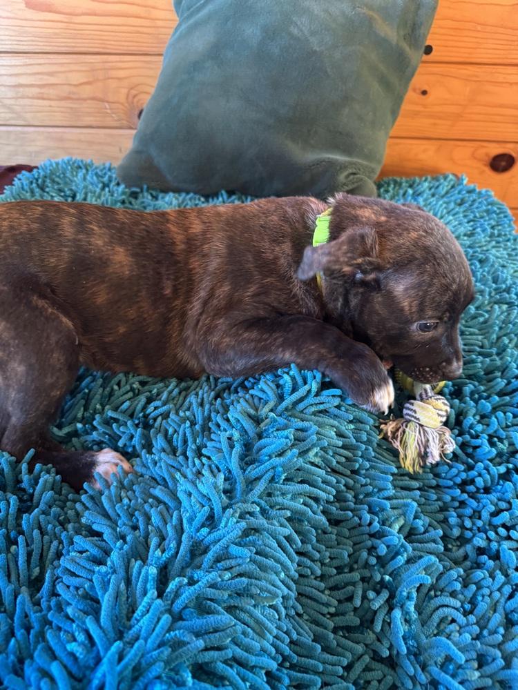 Victoria, a Adoptable mixed breed in Colorado Springs, CO image 2/4