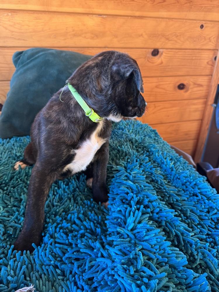 Victoria, a Adoptable mixed breed in Colorado Springs, CO image 4/4