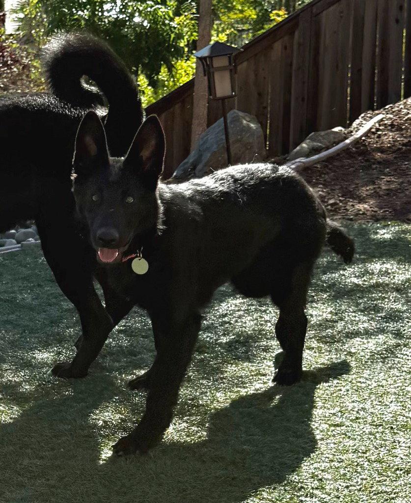 Nia, a Adoptable German Shepherd Dog in Modesto, CA image 1/3