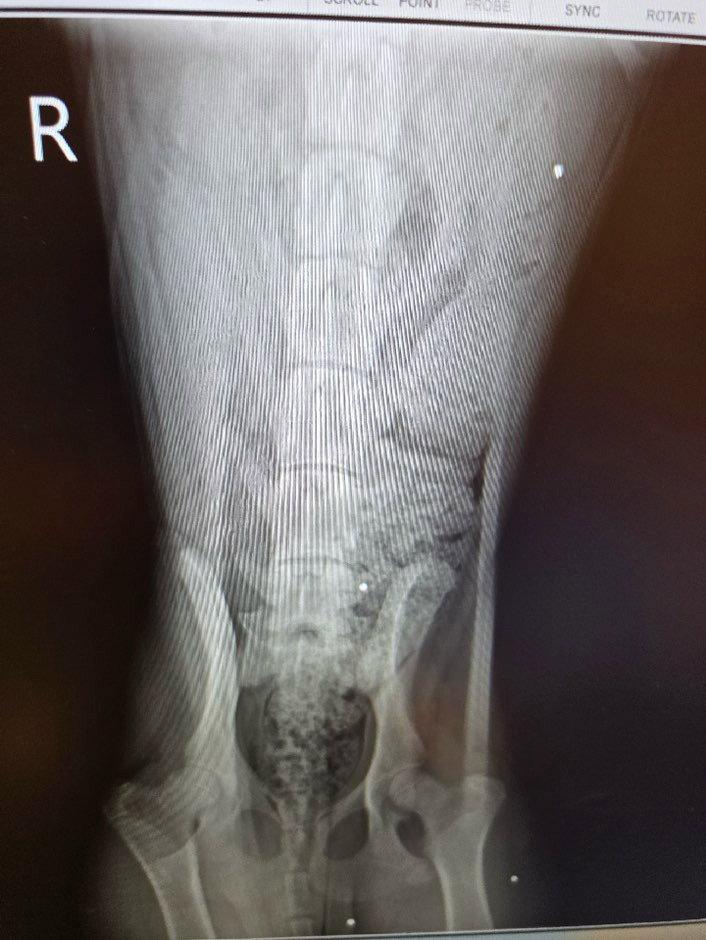 Nia, a Adoptable German Shepherd Dog in Modesto, CA image 3/3
