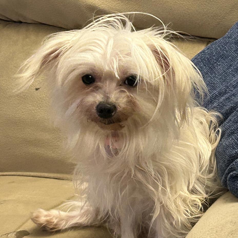 Enlarge Dandelion, a Adoptable Mixed Breed in Hinsdale, IL image 1/2