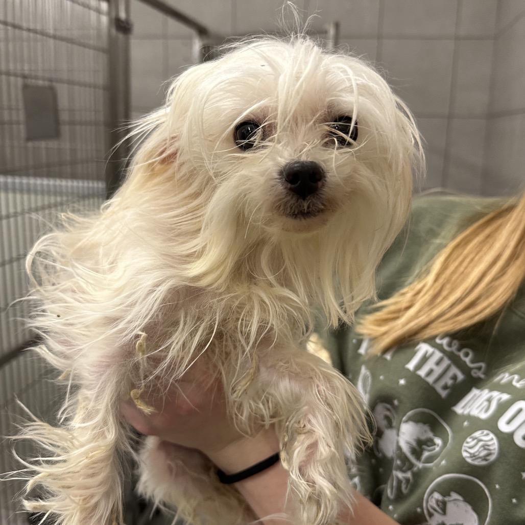 Enlarge Dandelion, a Adoptable Mixed Breed in Hinsdale, IL image 2/2