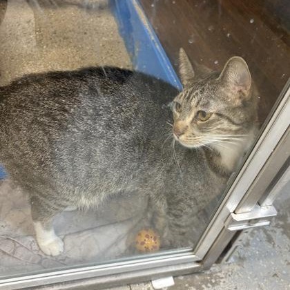 Enlarge Annie, an adoptable mixed breed in Rapid City, SD image 2/3