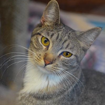 Annie, adoptable, Kitten Female Domestic Short Hair.