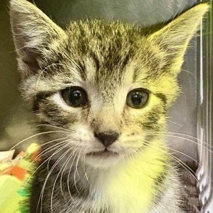 Enlarge Annie, an adoptable mixed breed in Rapid City, SD image 3/3