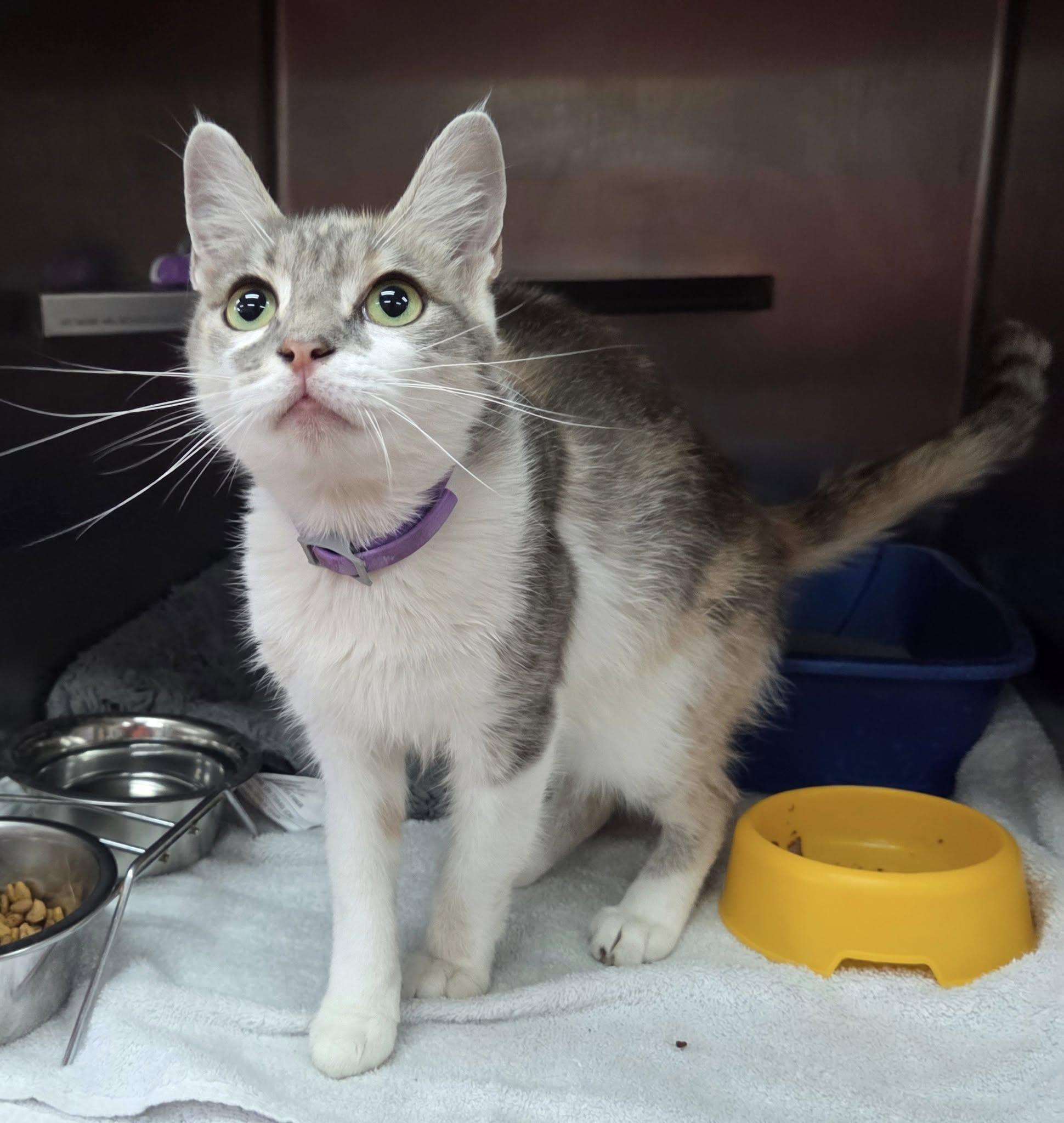Frannie, Adult Female unknown