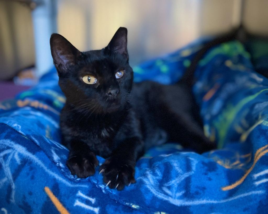Gallah, a Adoptable mixed breed in Tulsa, OK image 5/6