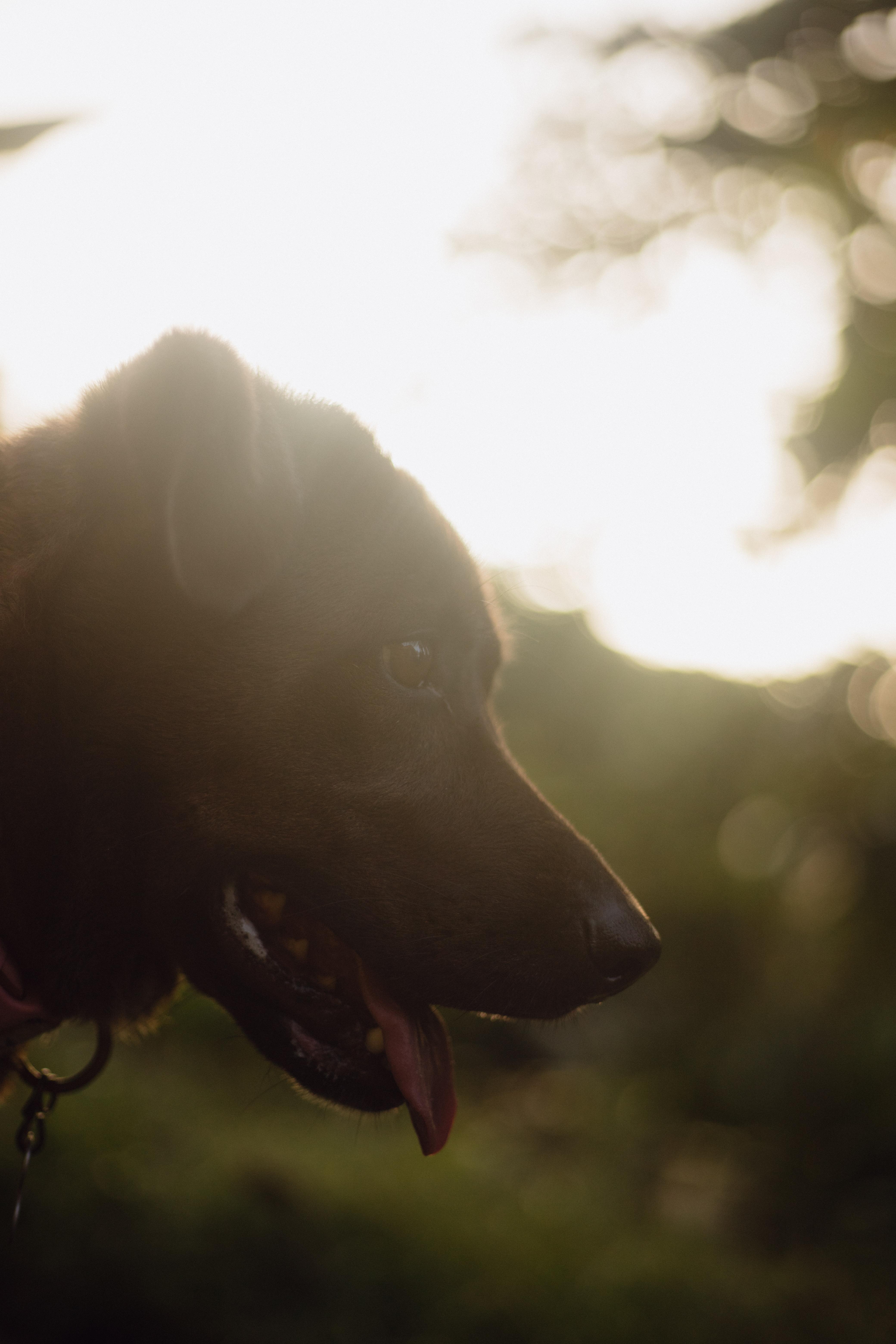 Enlarge Kanela, a Adoptable Chocolate Labrador Retriever in San Juan, PR image 2/6