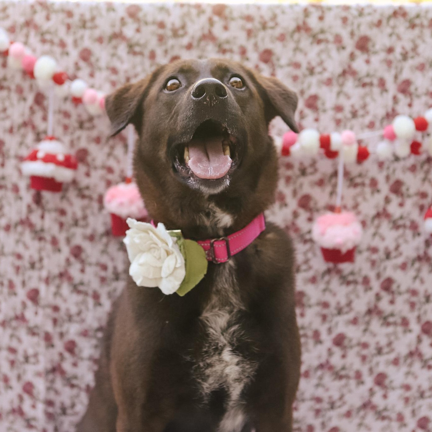 Kanela, Adoptable, Adult Female Chocolate Labrador Retriever.