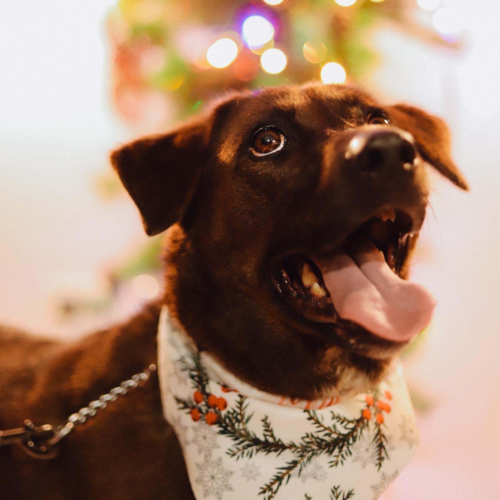 Enlarge Kanela, a Adoptable Chocolate Labrador Retriever in San Juan, PR image 6/6