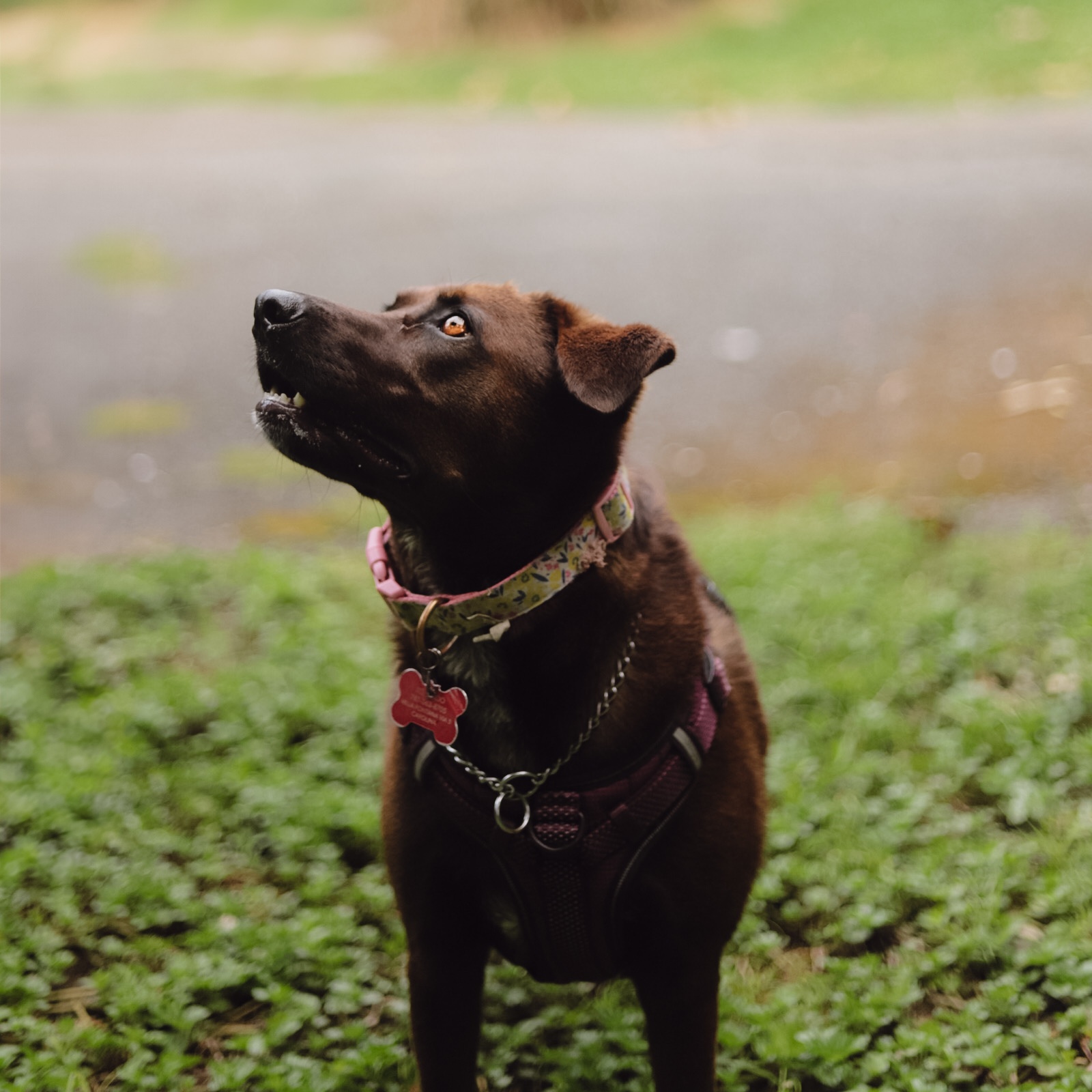 Enlarge Kanela, a Adoptable Chocolate Labrador Retriever in San Juan, PR image 3/6
