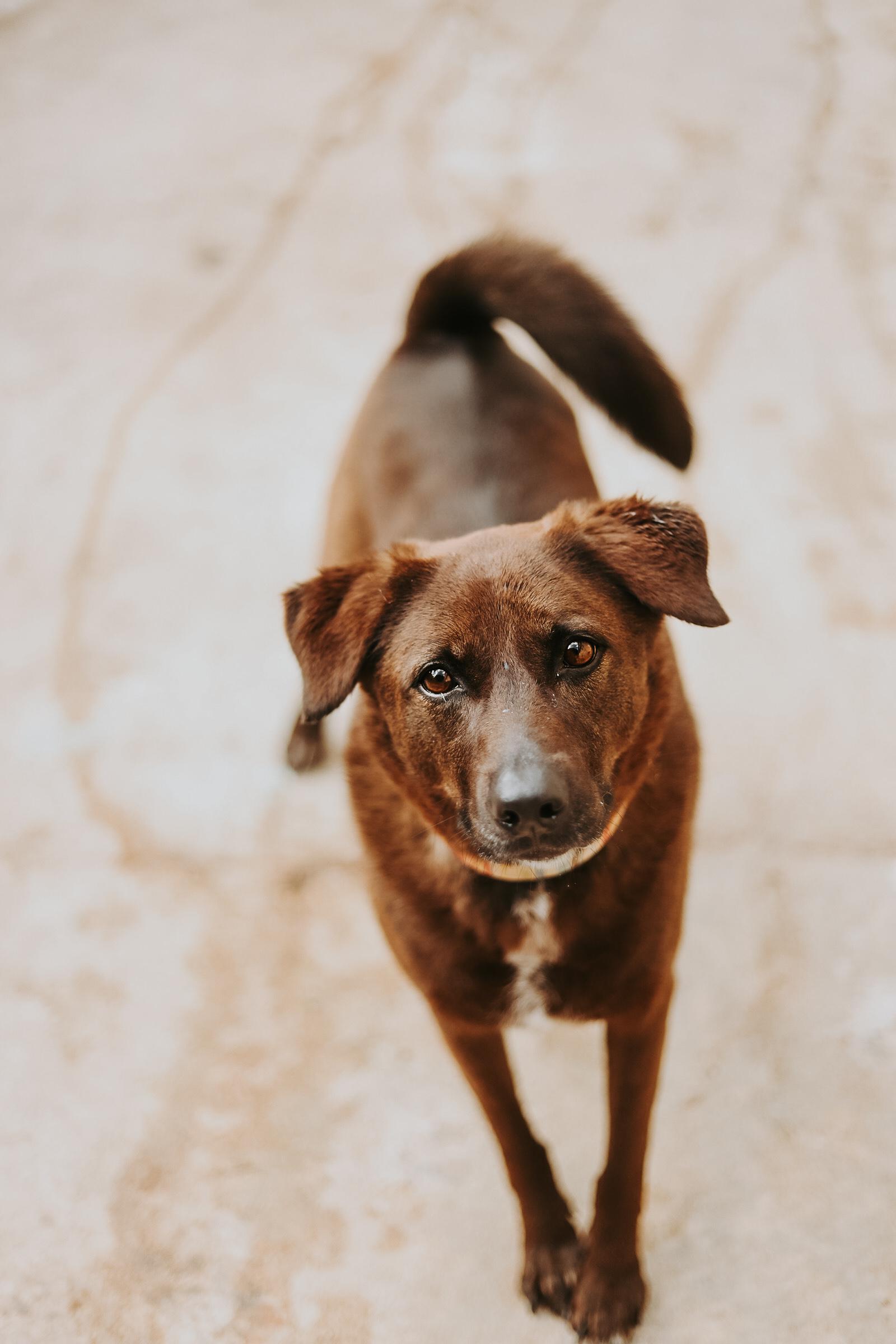 Kanela, Adoptable, Adult Female Chocolate Labrador Retriever.