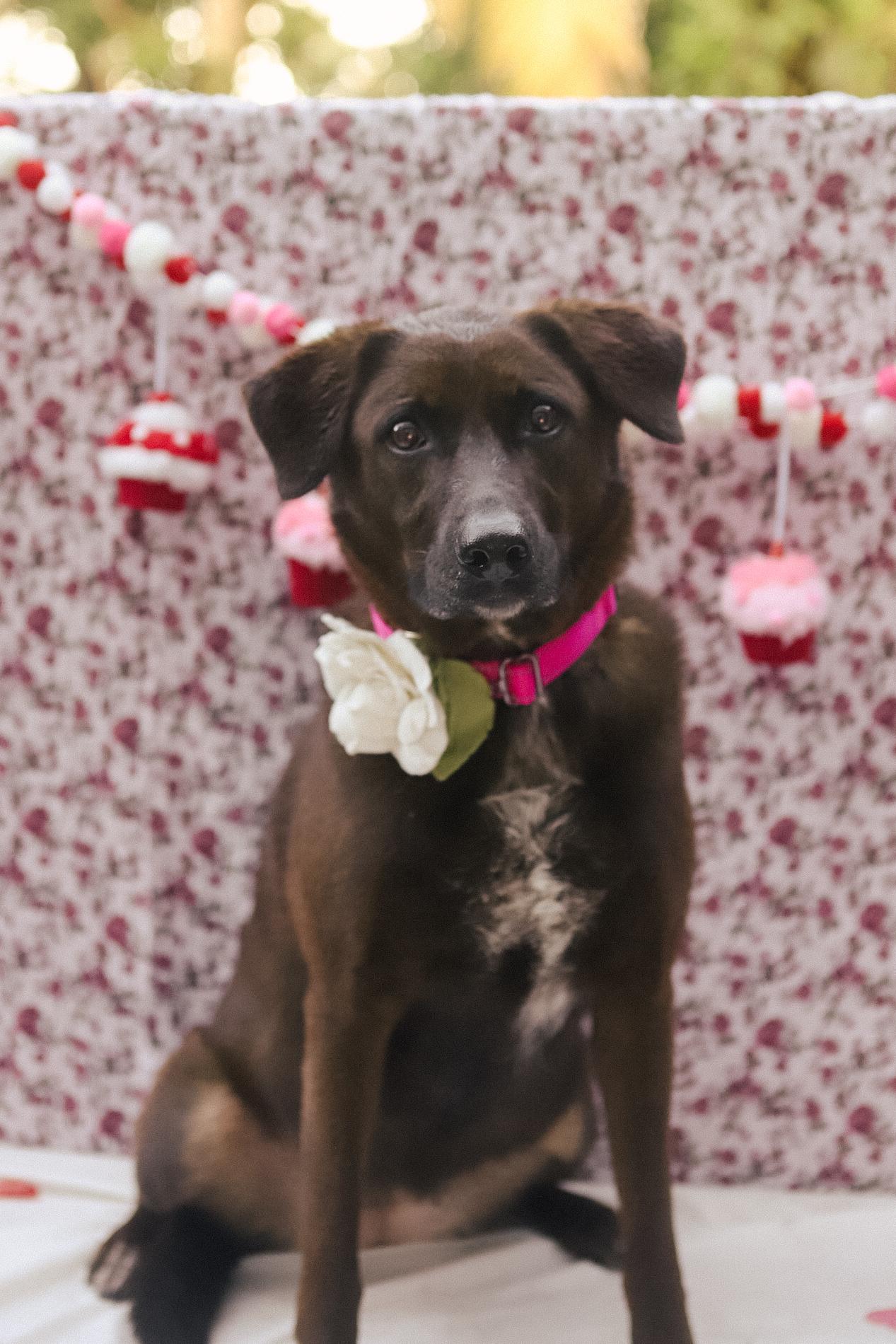 Enlarge Kanela, a Adoptable Chocolate Labrador Retriever in San Juan, PR image 2/6