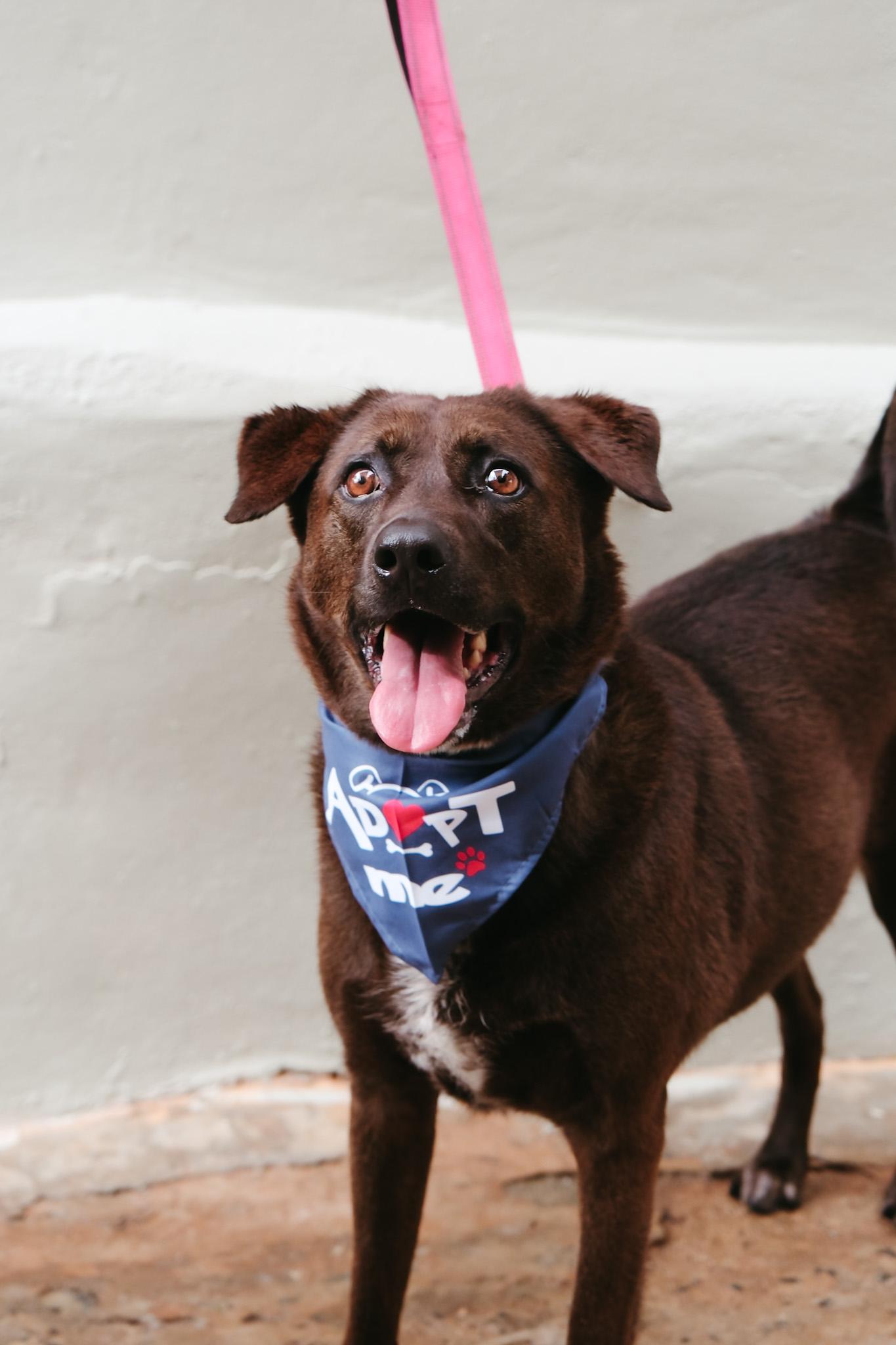 Enlarge Kanela, a Adoptable Chocolate Labrador Retriever in San Juan, PR image 1/6