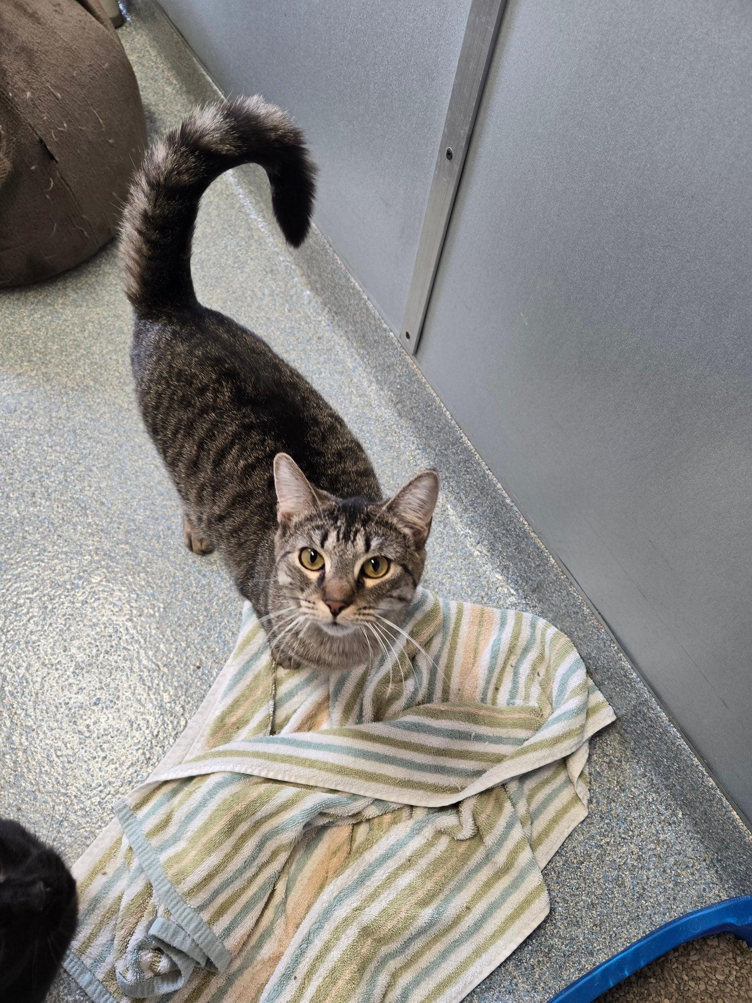 Enlarge Tara, a Adoptable Domestic Short Hair in St. Joseph, MI image 1/1