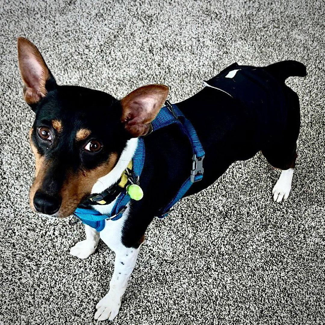 Buzz (MI), a Adoptable Rat Terrier in Belding, MI image 2/3