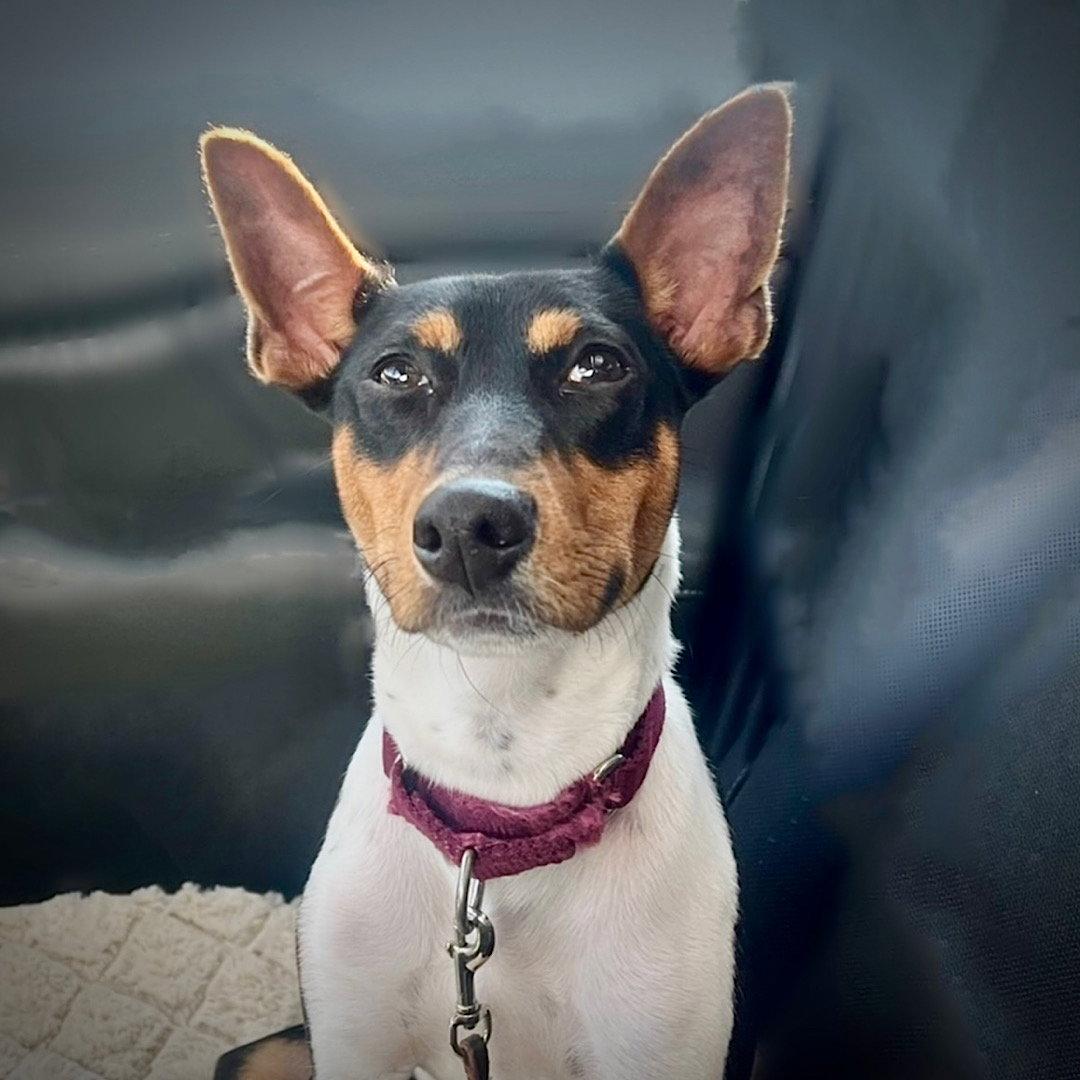 Buzz (MI), Adoptable, Adult Male Rat Terrier.