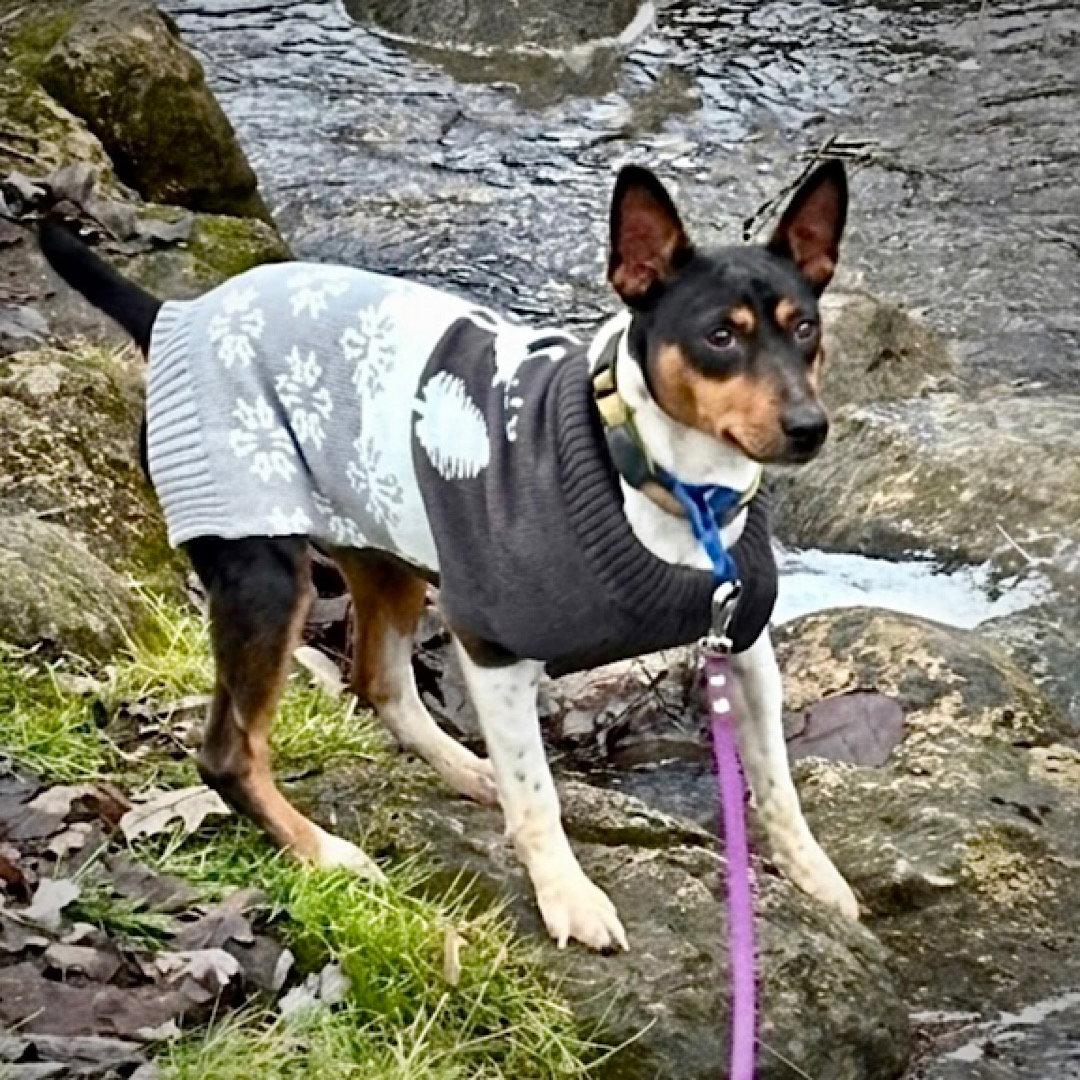 Buzz (MI), a Adoptable Rat Terrier in Belding, MI image 3/3