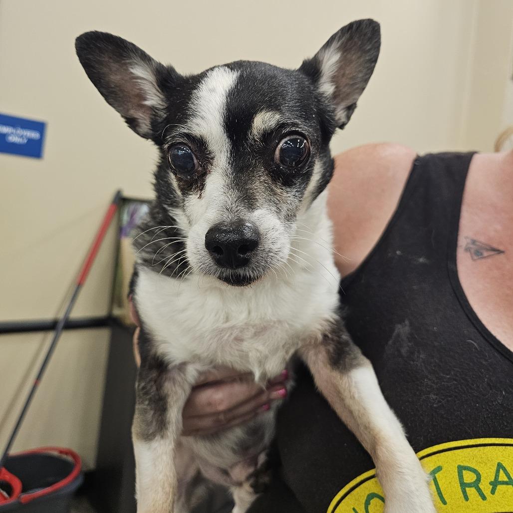 Mickey Jr., Adoptable, Senior Male Chihuahua.
