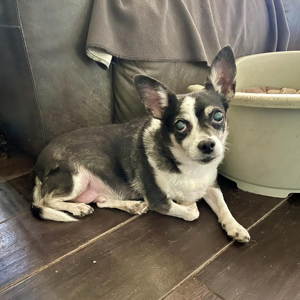 Enlarge Mickey Jr., a Adoptable Chihuahua in Apple Valley, CA image 2/3