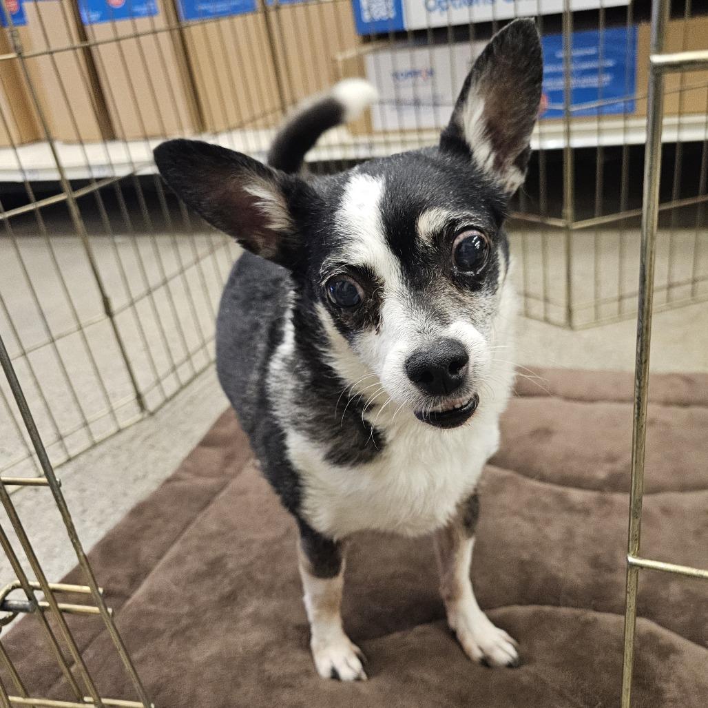 Enlarge Mickey Jr., a Adoptable Chihuahua in Apple Valley, CA image 3/3