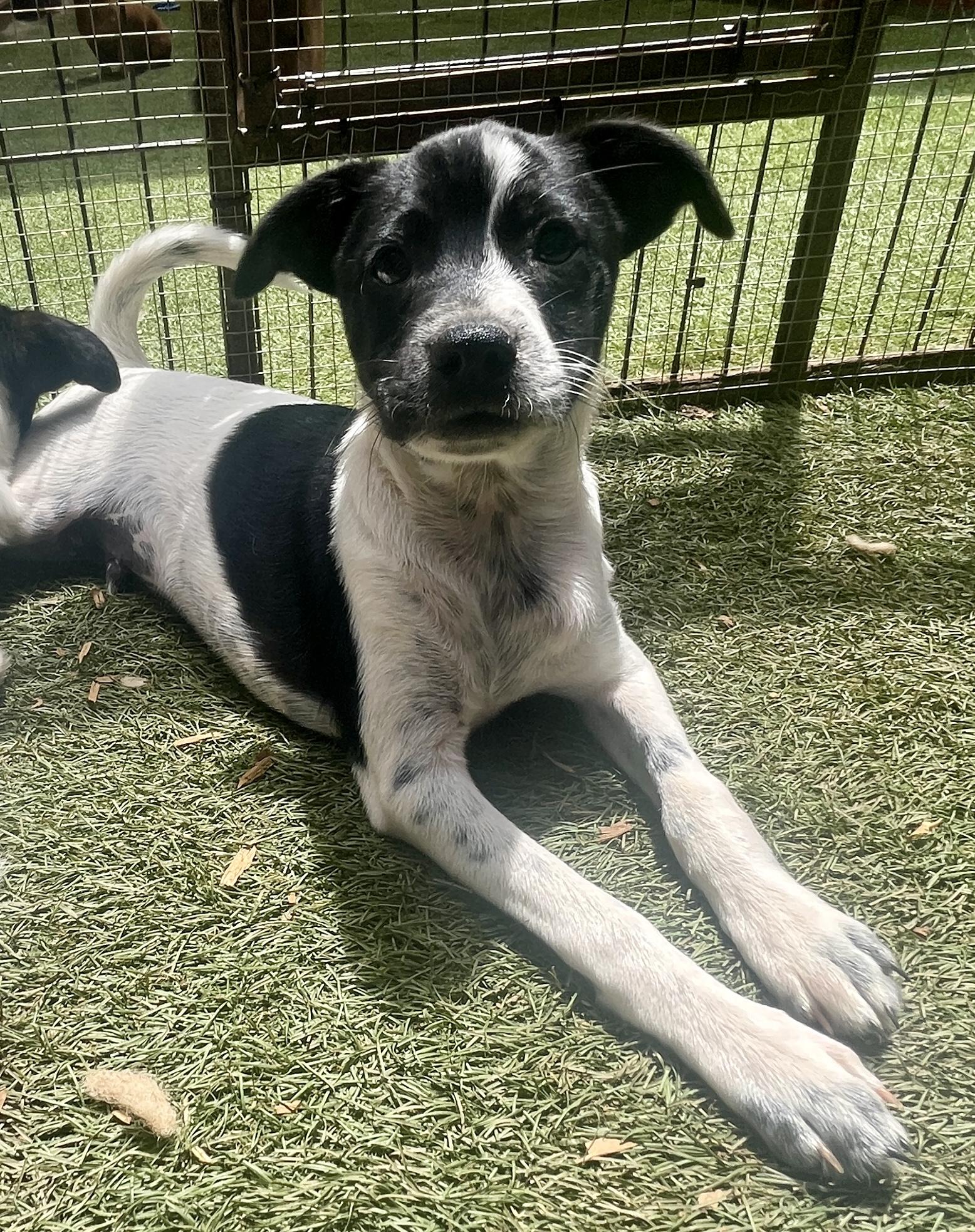 William Henry, ADOPTABLE, Puppy Male Terrier.