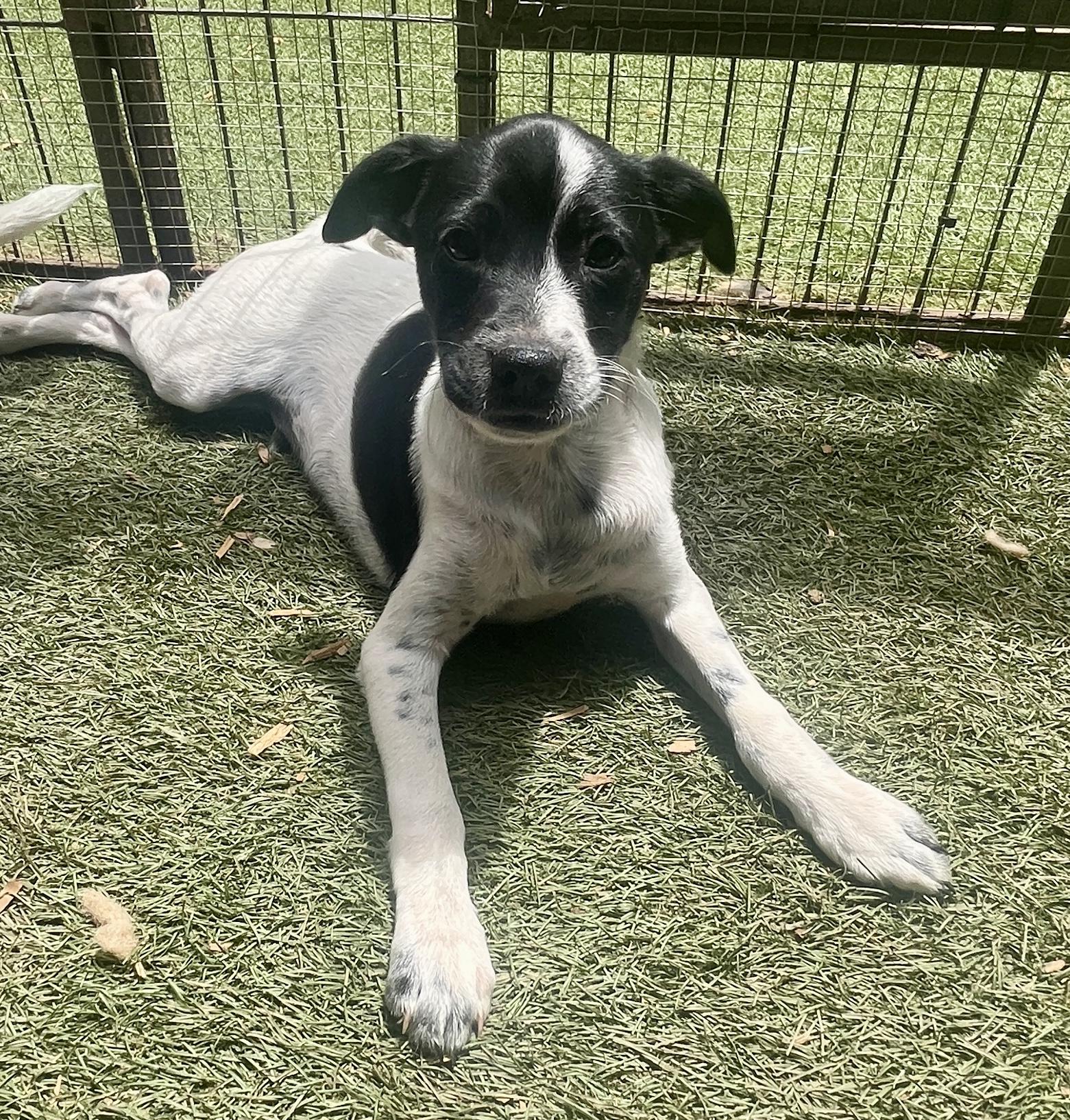 Enlarge William Henry, a ADOPTABLE mixed breed in El Cajon, CA image 2/2