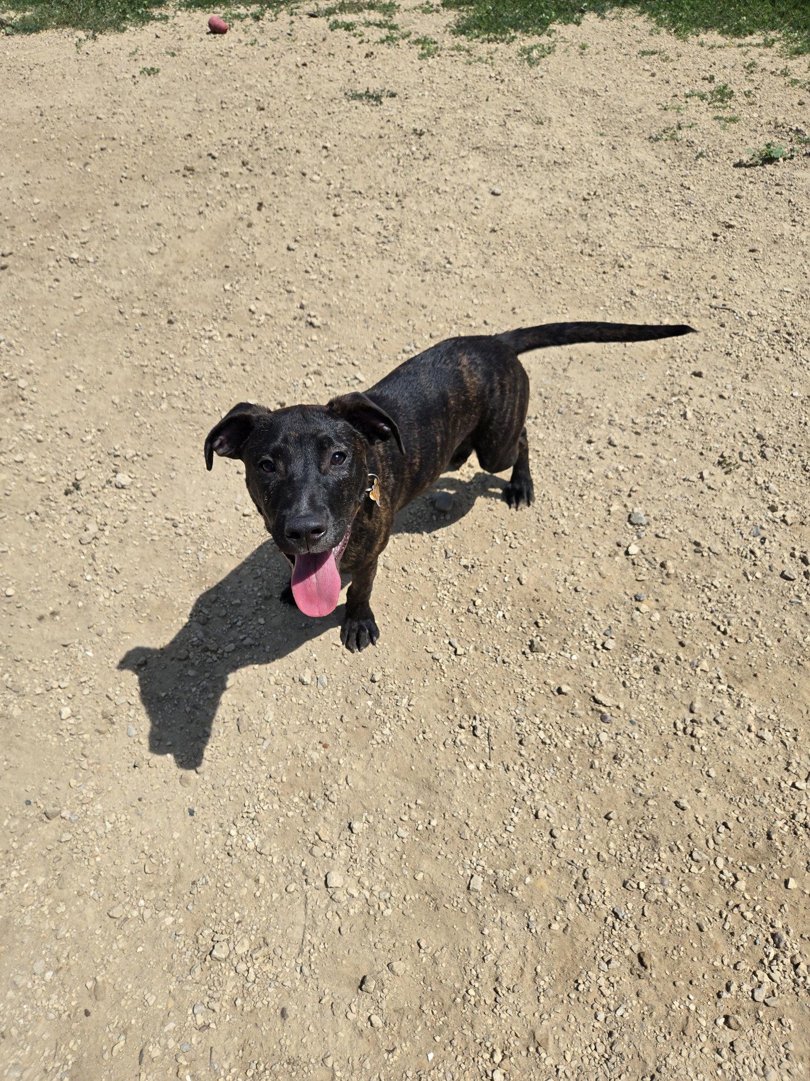 Manwich, Adoptable, Young Male Mixed Breed.