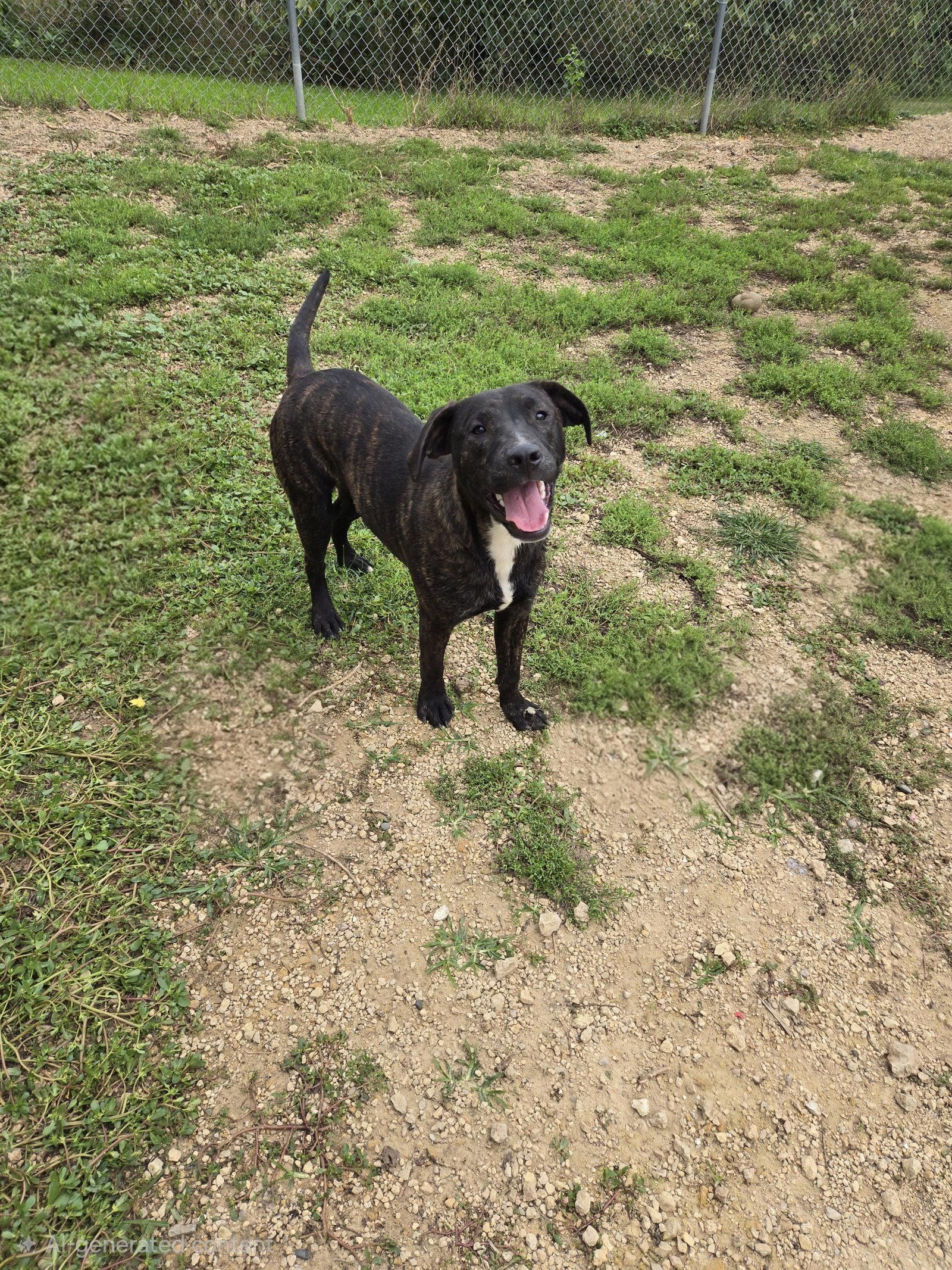 Enlarge Manwich, a Adoptable Mixed Breed in Maquoketa, IA image 2/2