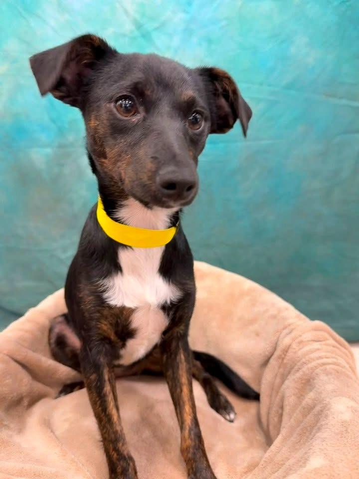 Bubbles, Adoptable, Puppy Female Mixed Breed.