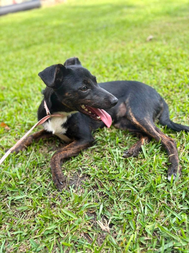 Enlarge Bubbles, a Adoptable mixed breed in Fond Du Lac, WI image 3/5