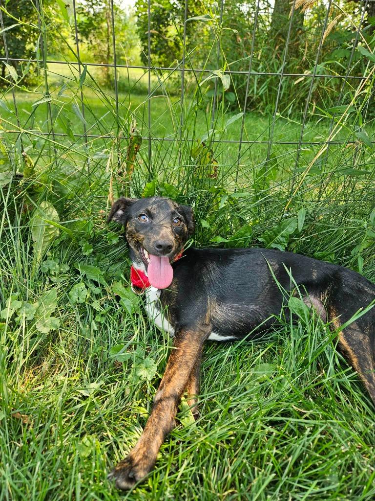 Enlarge Bubbles, a Adoptable mixed breed in Fond Du Lac, WI image 4/5