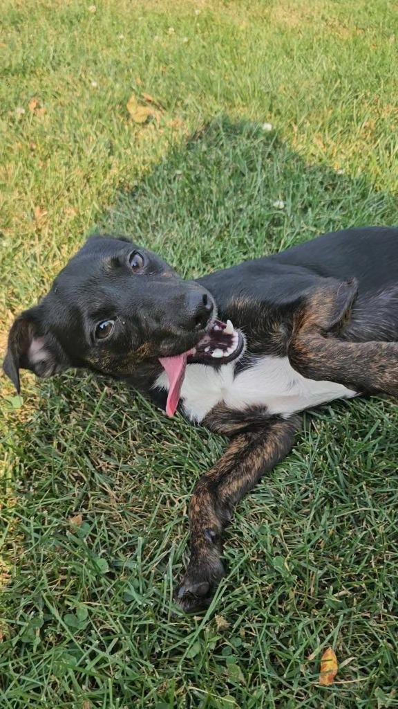 Enlarge Bubbles, a Adoptable mixed breed in Fond Du Lac, WI image 5/5