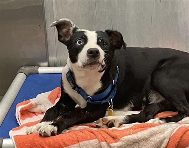 Enlarge OLIVIA, a Adoptable Mixed Breed in Dallas, TX image 1/1