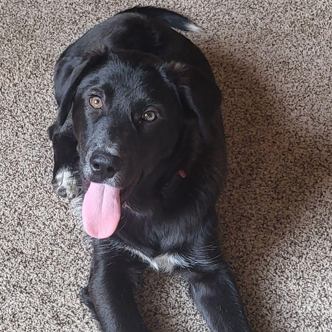 Kirbie Sam, an adopted mixed breed in Racine, WI image 1/6