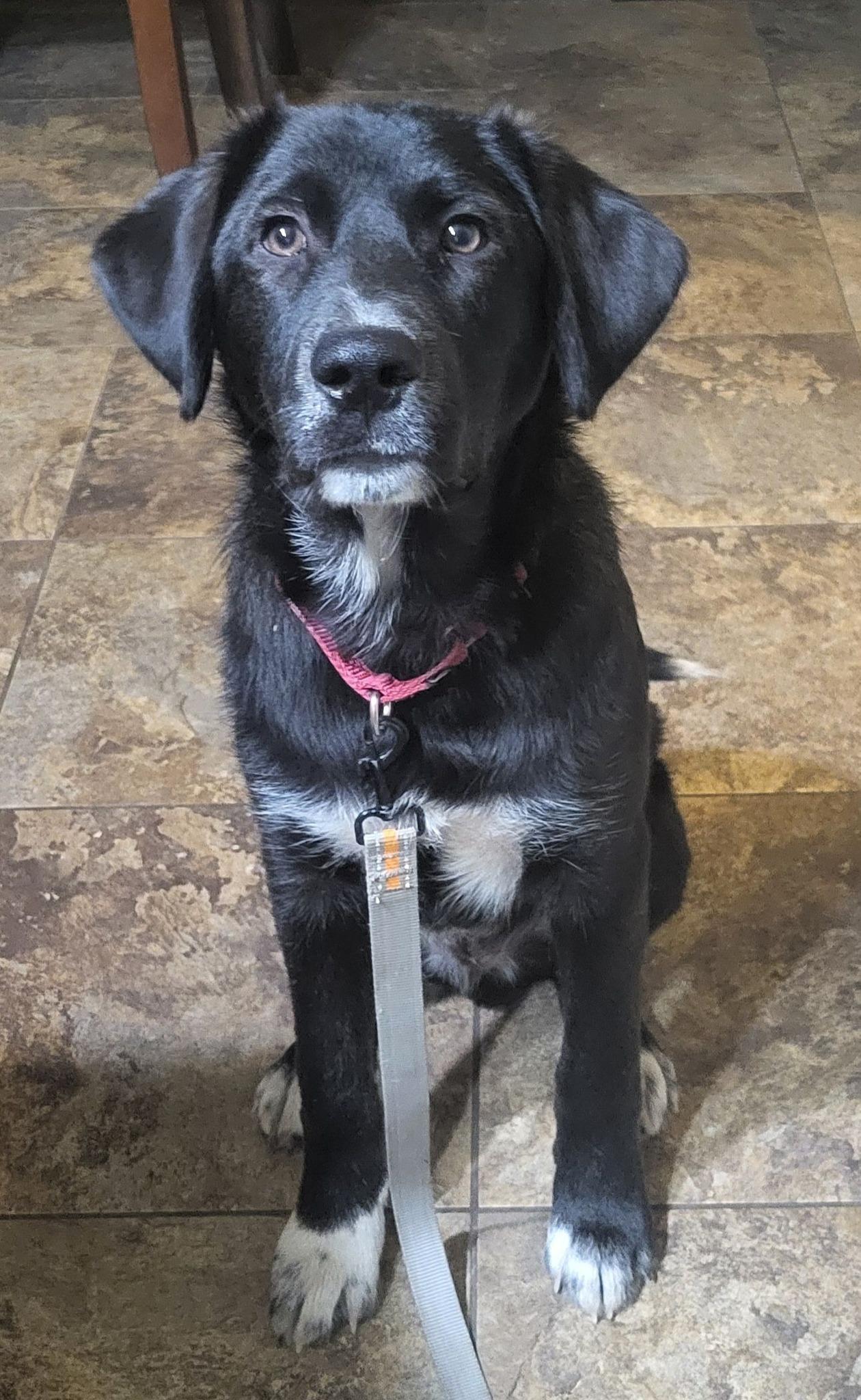 Kirbie Sam, an adopted mixed breed in Racine, WI image 5/6