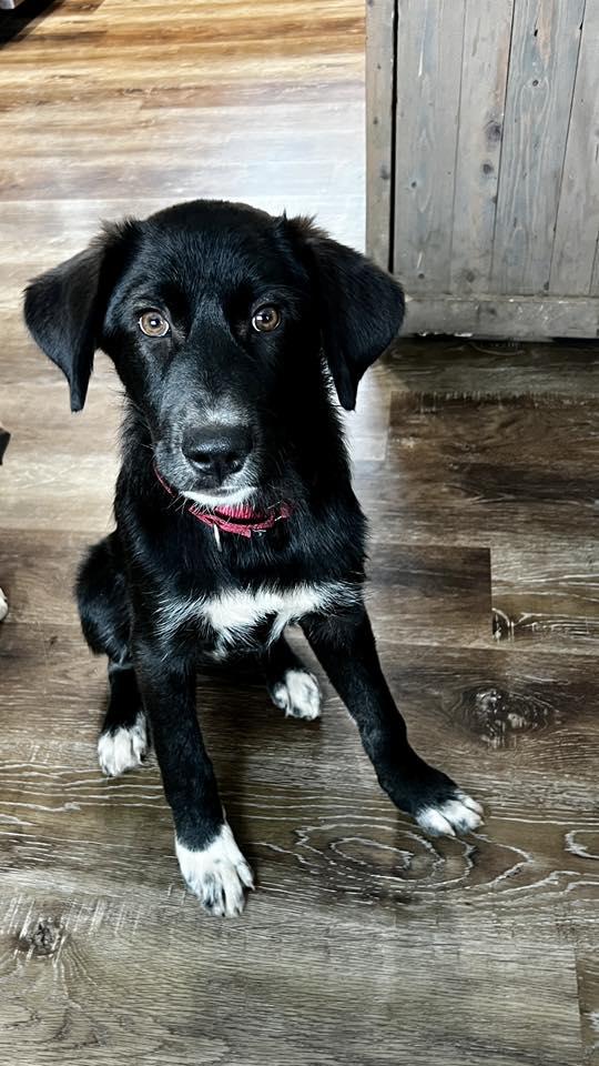 Kirbie Sam, ADOPTABLE, Young Male Anatolian Shepherd.