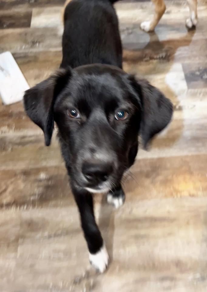 Enlarge Kirbie Sam, a ADOPTABLE mixed breed in Racine, WI image 3/3