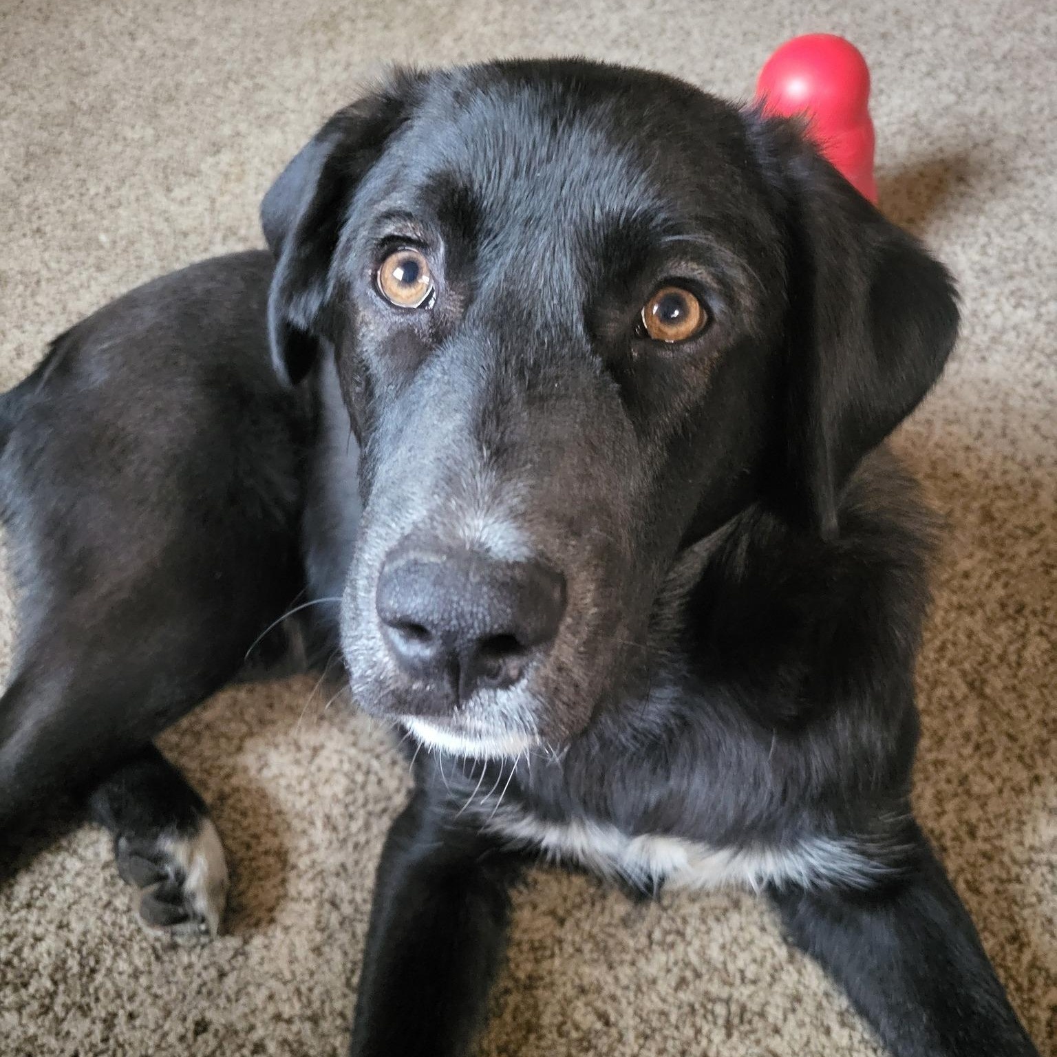 Kirbie Sam, an adopted mixed breed in Racine, WI image 6/6