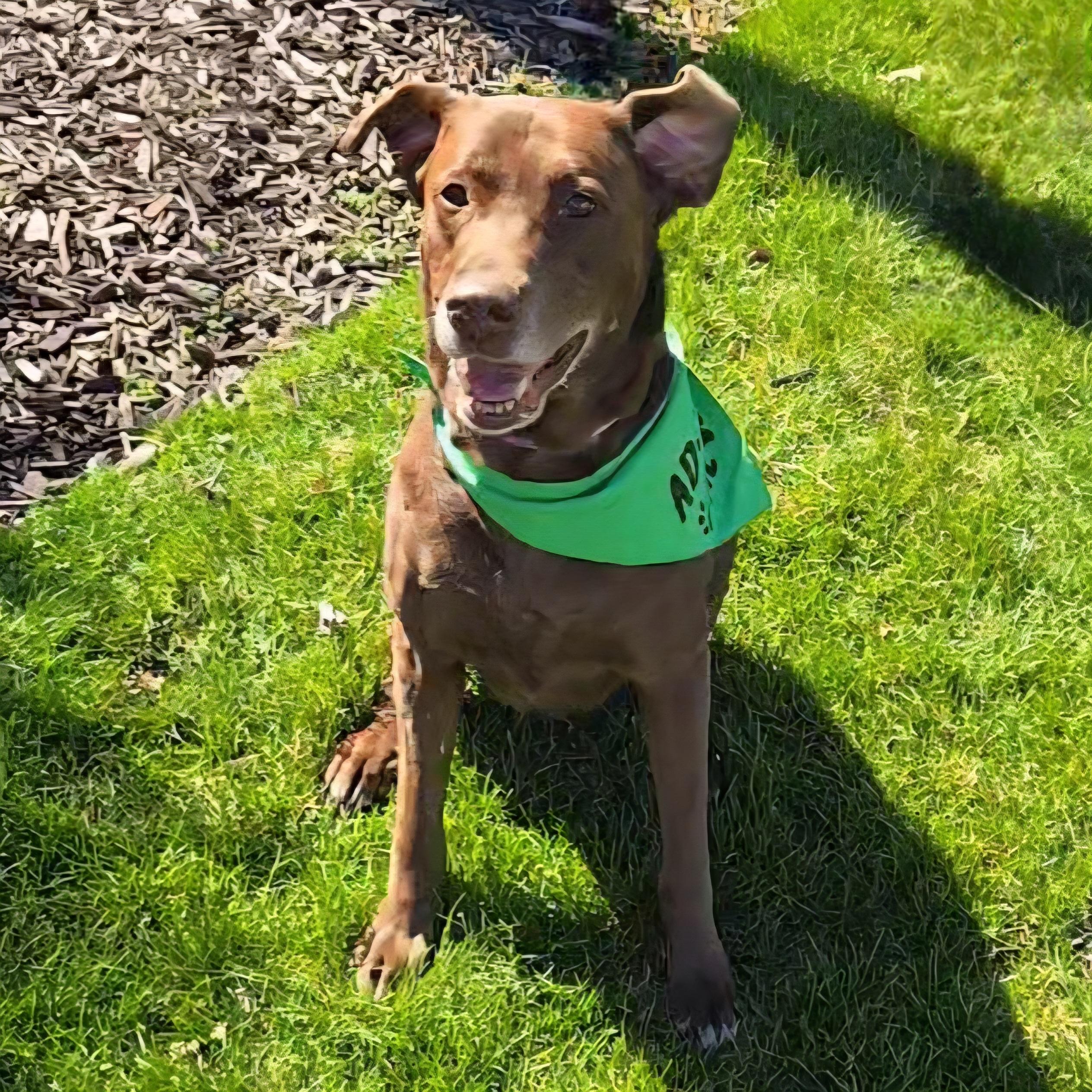 Mamaw Betty, a ADOPTABLE mixed breed in Normal, IL image 5/6