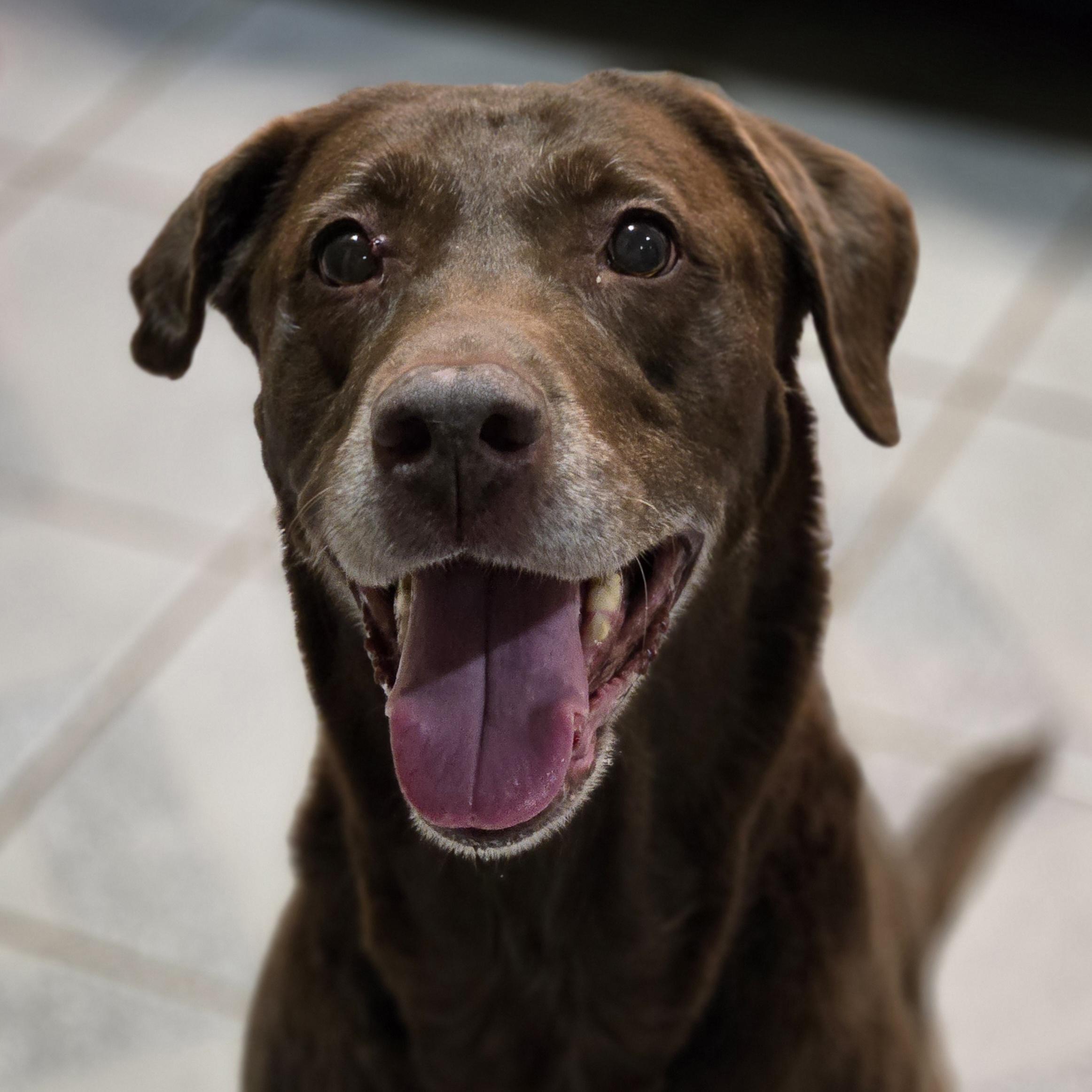 Mamaw Betty, ADOPTABLE, Adult Female Labrador Retriever.