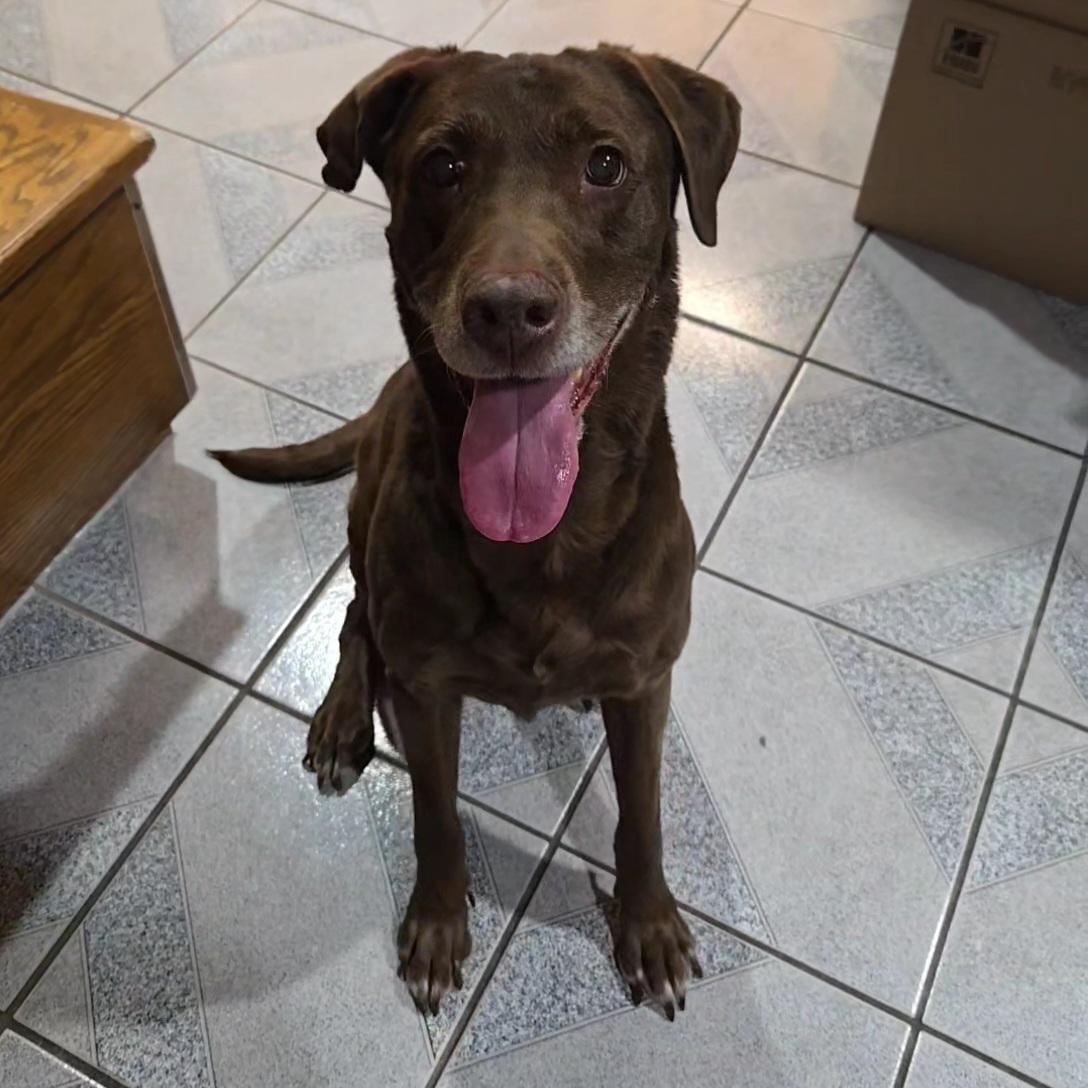 Enlarge Mamaw Betty, a ADOPTABLE mixed breed in Normal, IL image 3/5