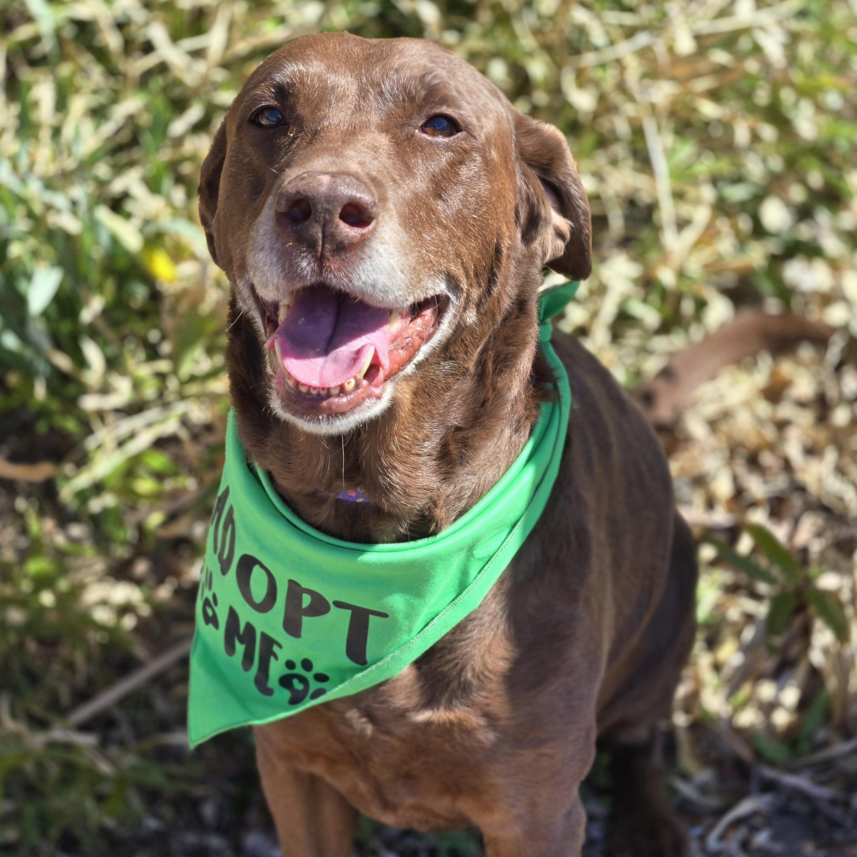 Mamaw Betty, a ADOPTABLE mixed breed in Normal, IL image 2/6