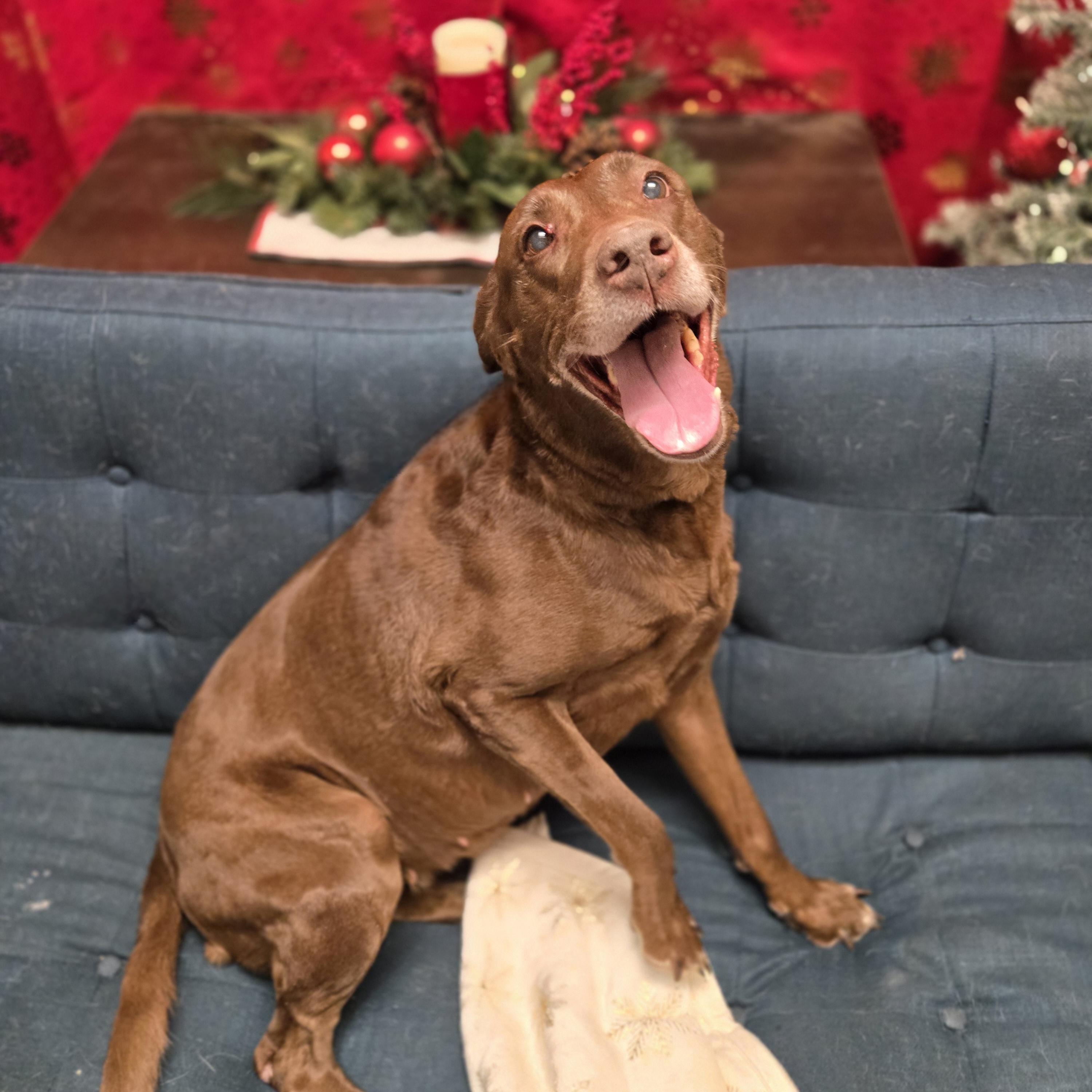 Enlarge Mamaw Betty, a ADOPTABLE mixed breed in Normal, IL image 2/5