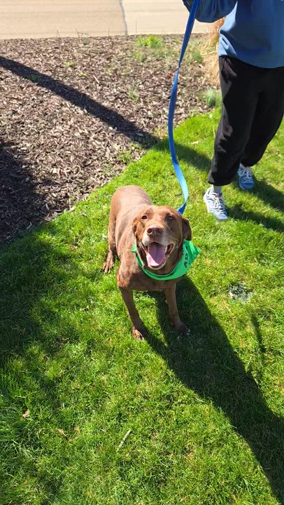 Enlarge Mamaw Betty, a ADOPTABLE mixed breed in Normal, IL video 6/6