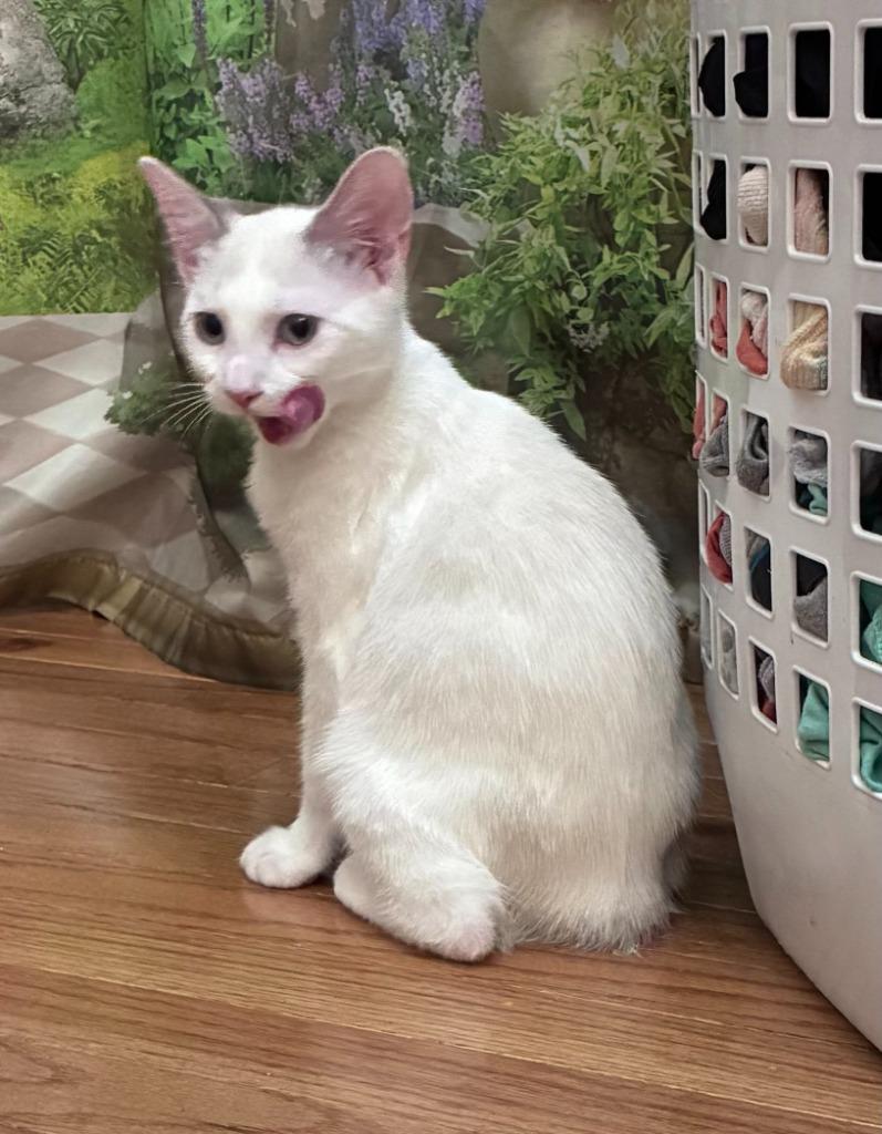 Enlarge Imara26, a Adoptable Manx in Youngsville, NC image 2/3